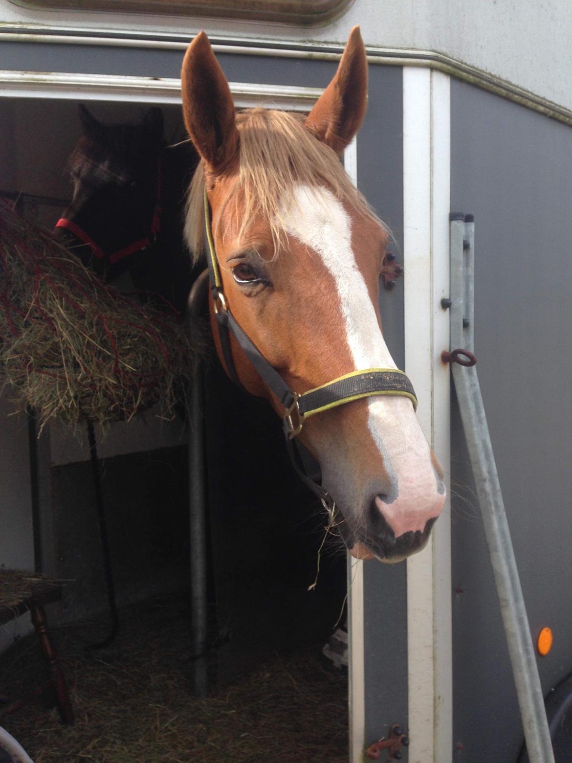 Anden særlig race Mio billede 4