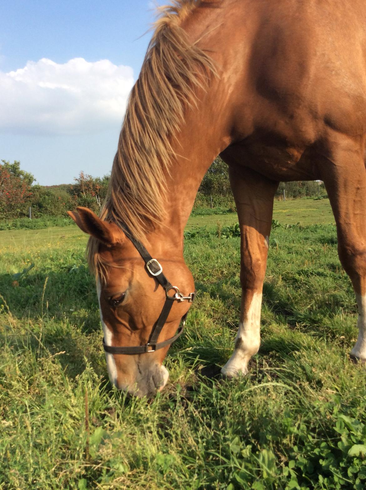 Anden særlig race Mio billede 6