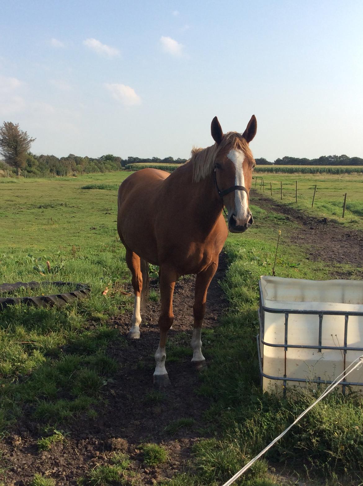 Anden særlig race Mio billede 7