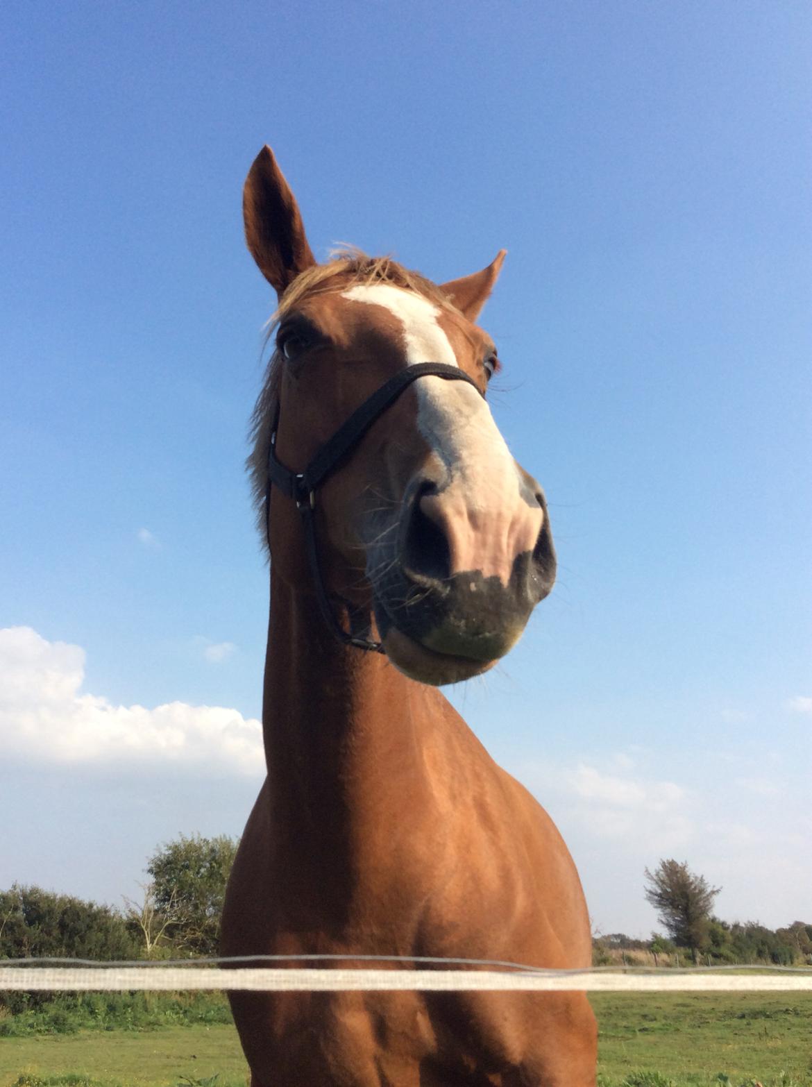 Anden særlig race Mio billede 8