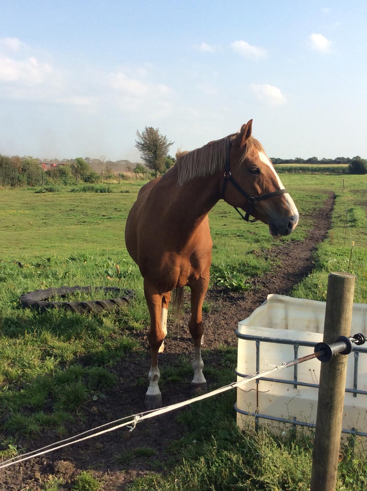 Anden særlig race Mio billede 9