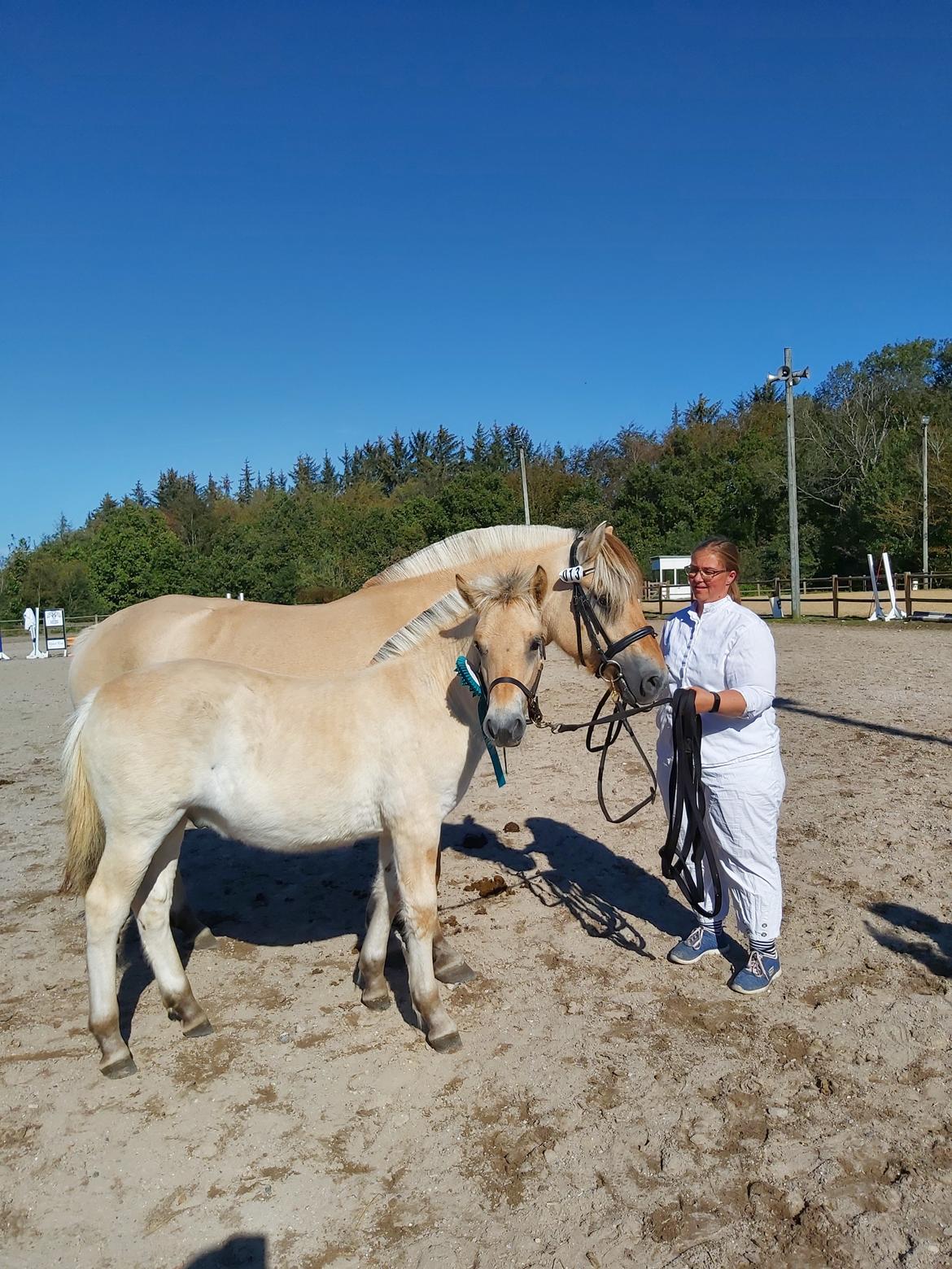 Fjordhest Svit's balou billede 25