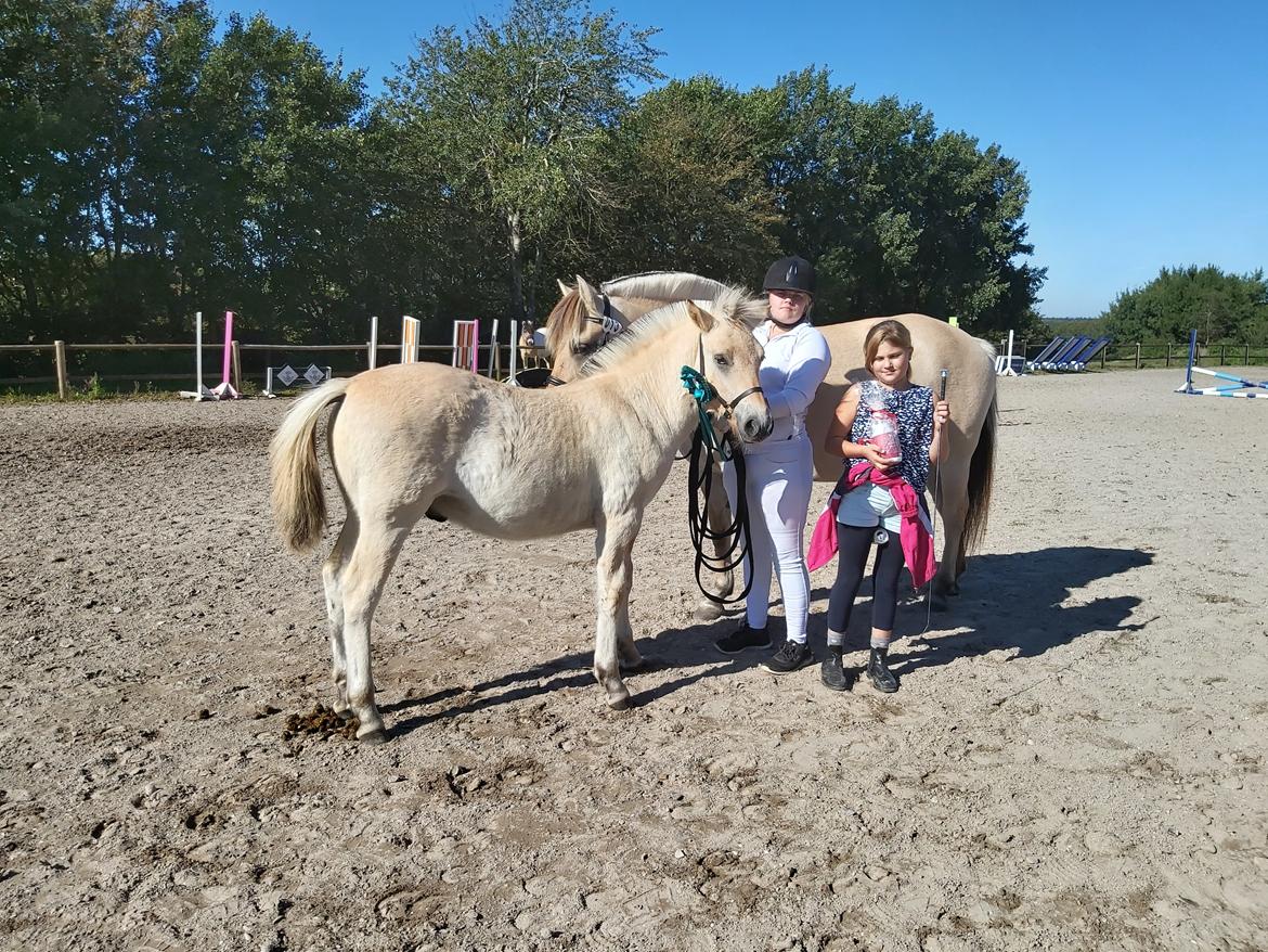 Fjordhest Svit's balou billede 26