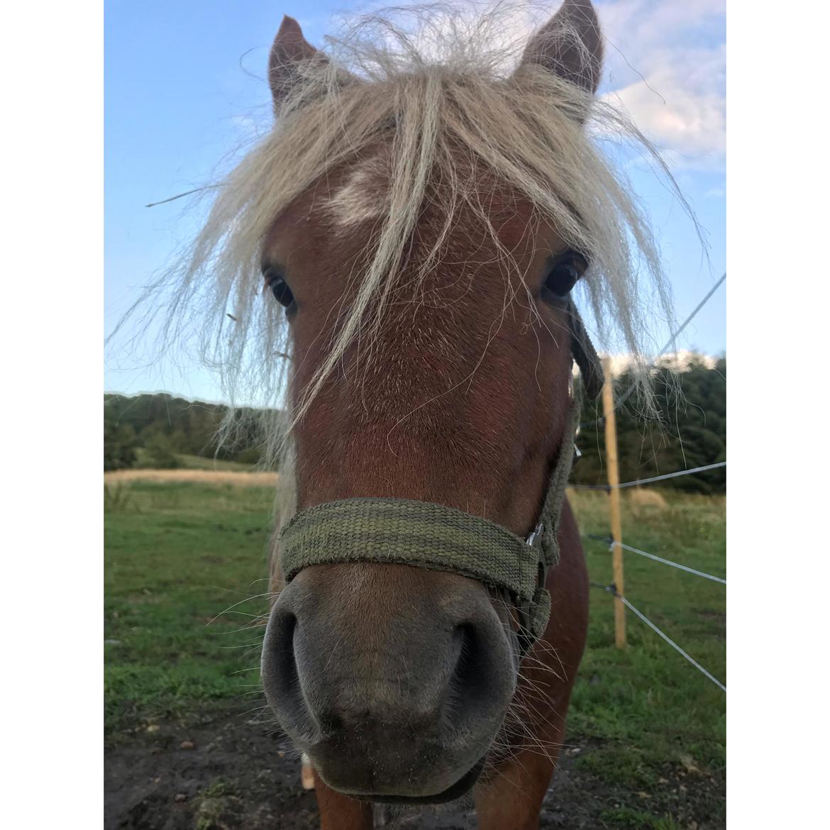 Shetlænder Blackstars Terts billede 2