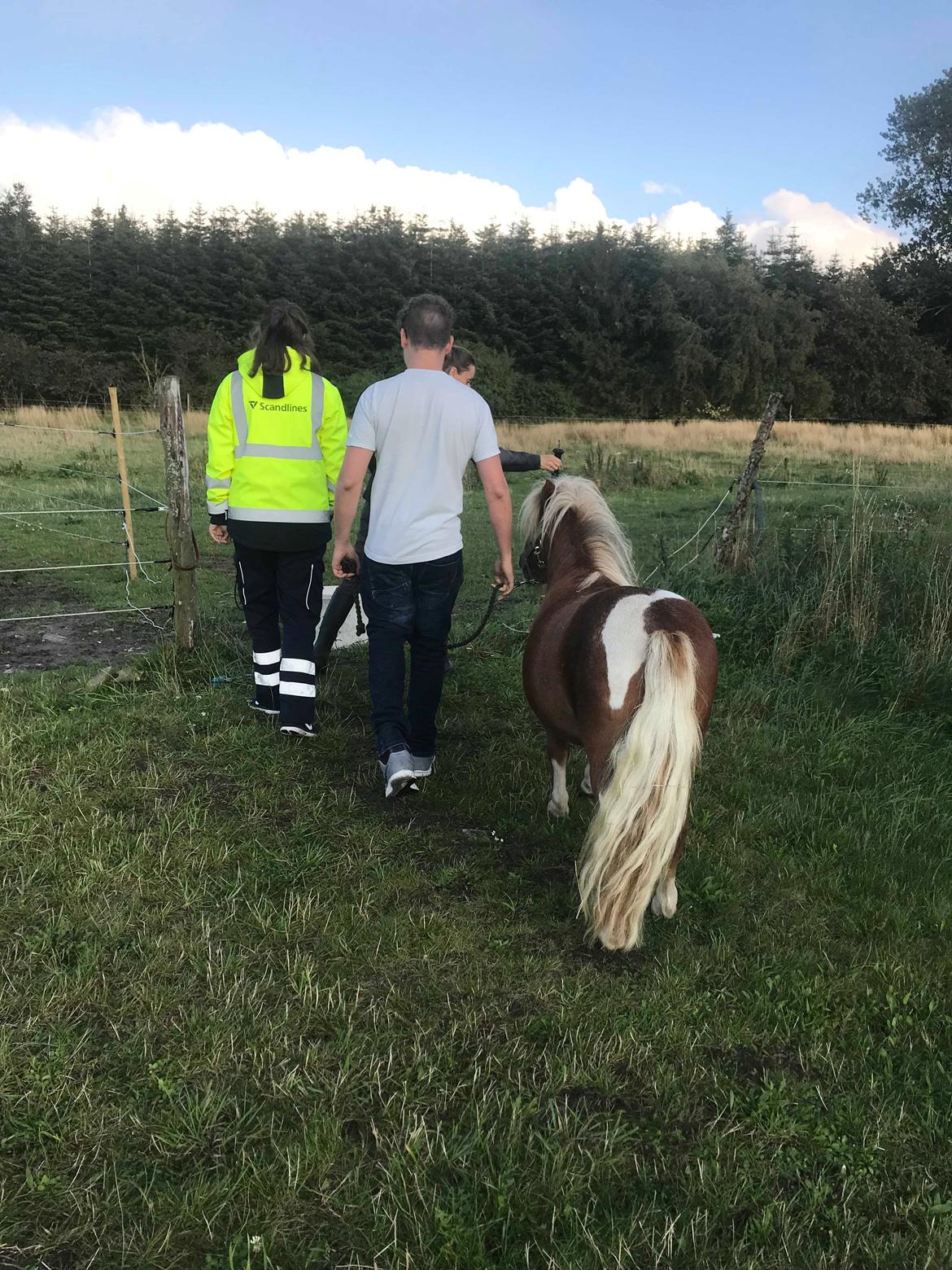 Shetlænder Blackstars Terts billede 3