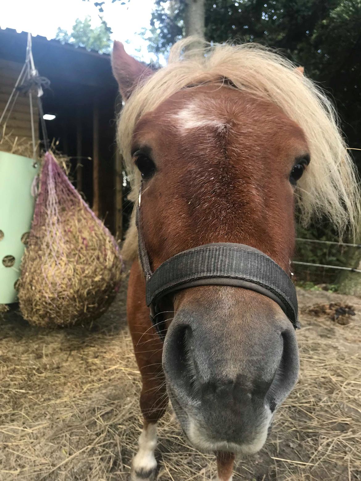 Shetlænder Blackstars Terts billede 5