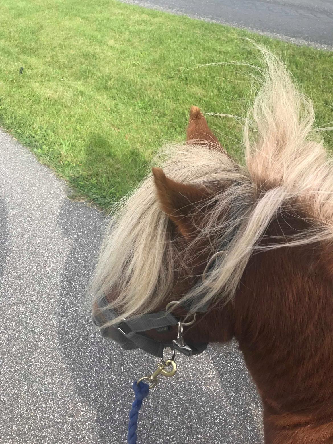 Shetlænder Blackstars Terts billede 6