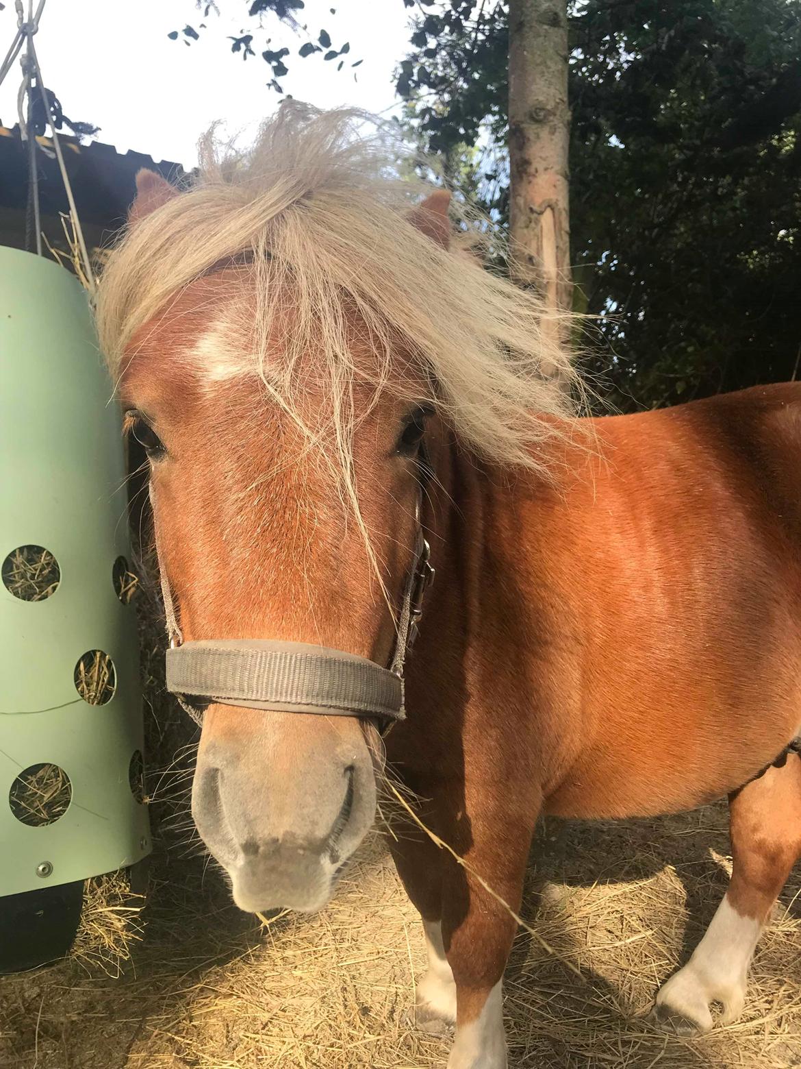 Shetlænder Blackstars Terts billede 8