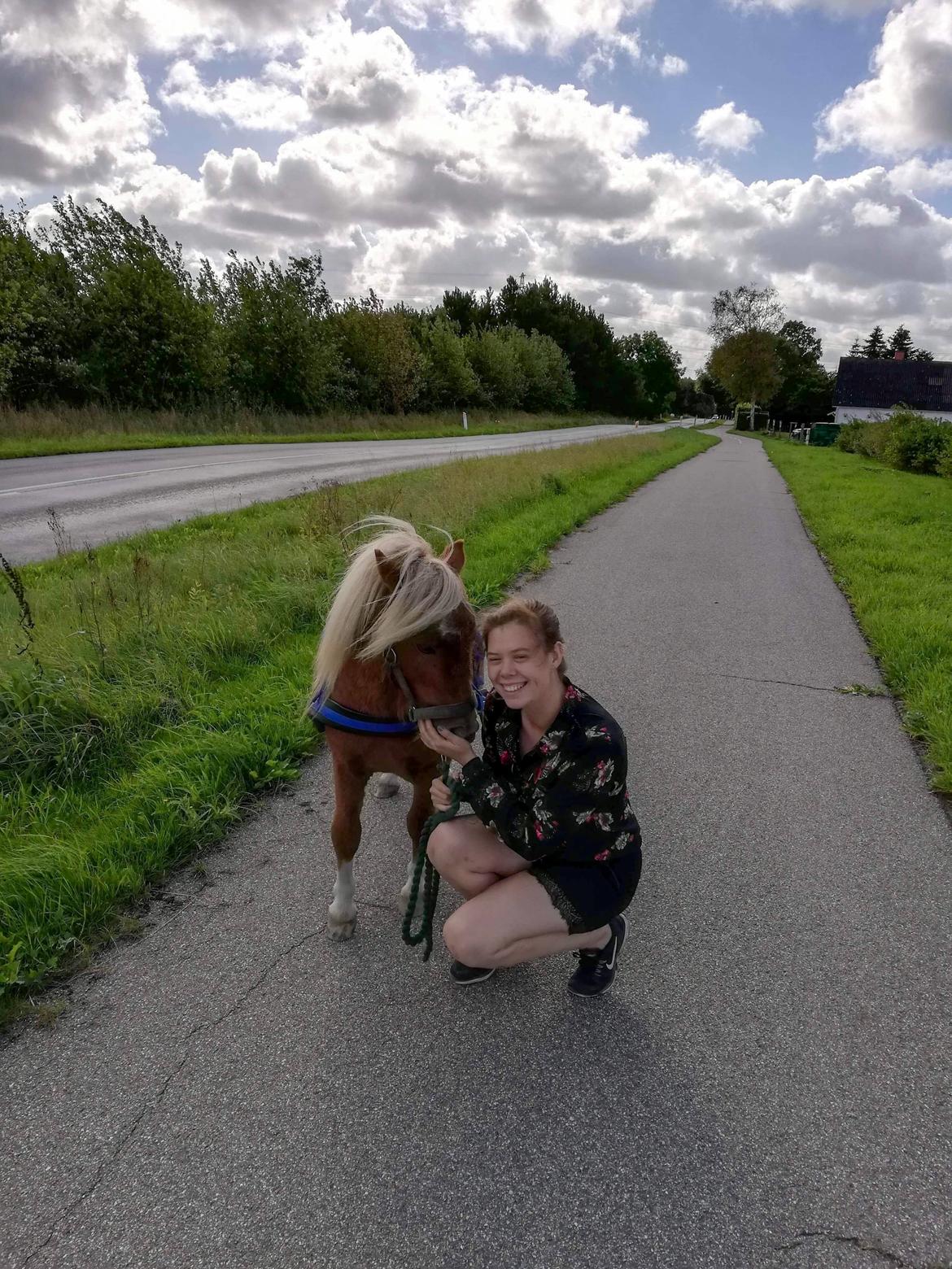 Shetlænder Blackstars Terts billede 4