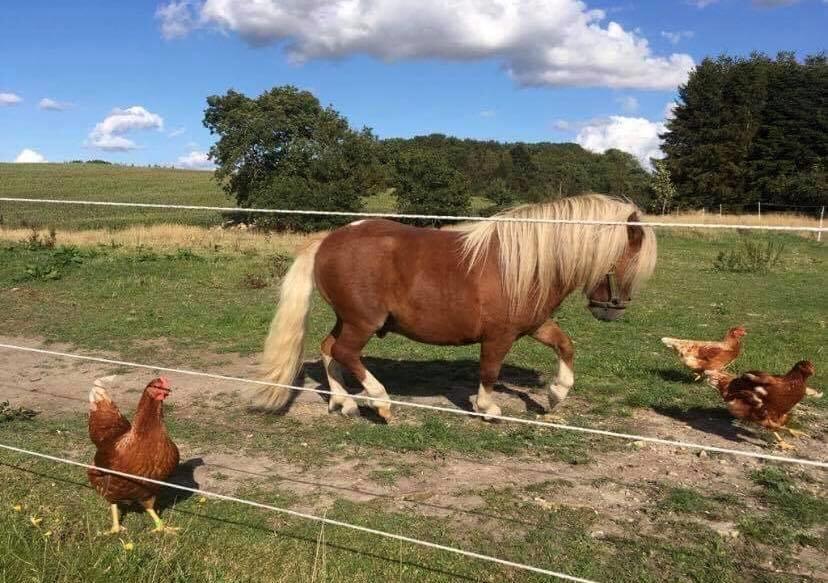 Shetlænder Blackstars Terts billede 10