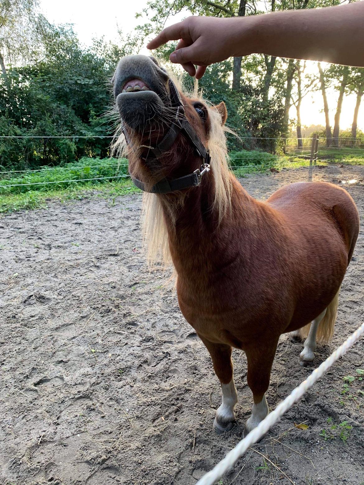 Shetlænder Blackstars Terts billede 11