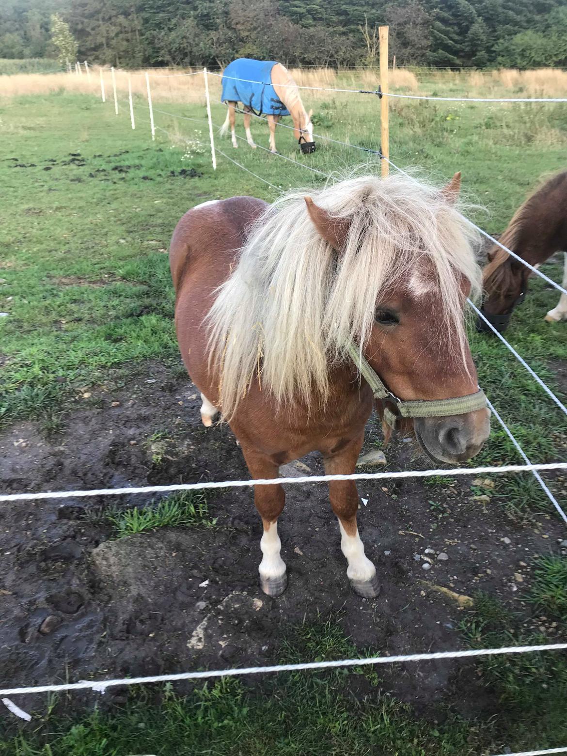Shetlænder Blackstars Terts billede 9