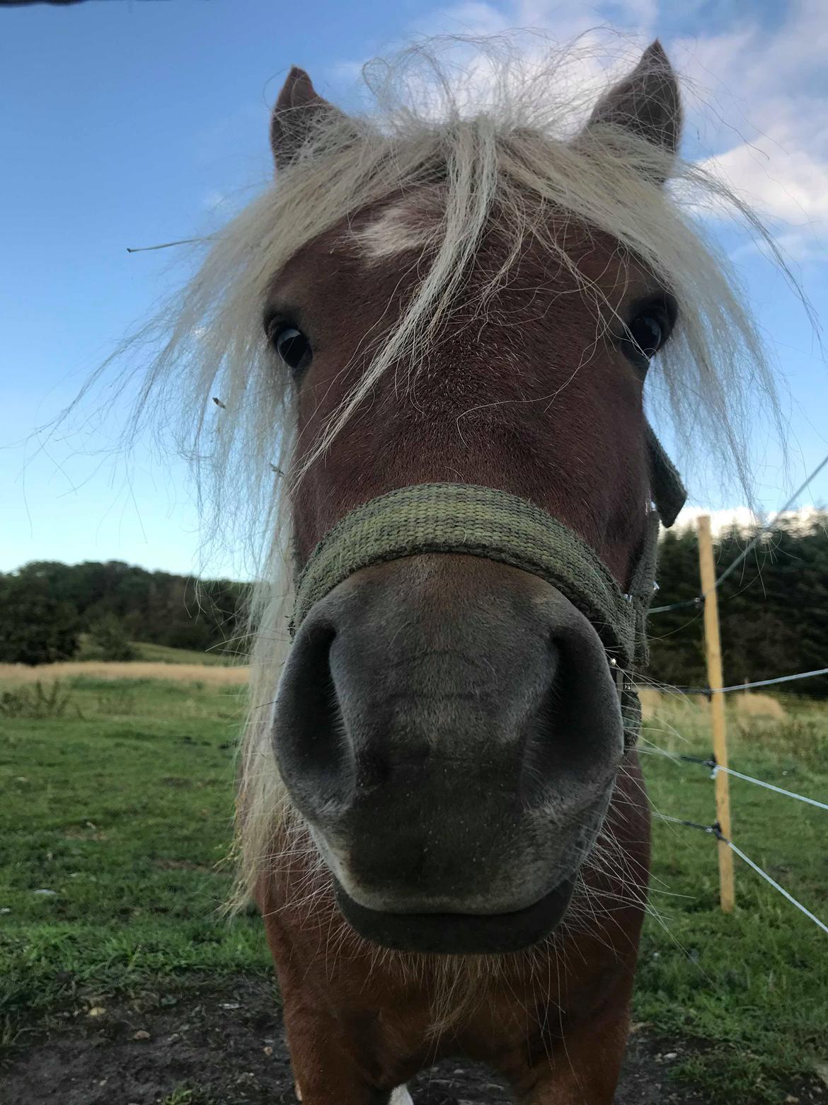 Shetlænder Blackstars Terts billede 12