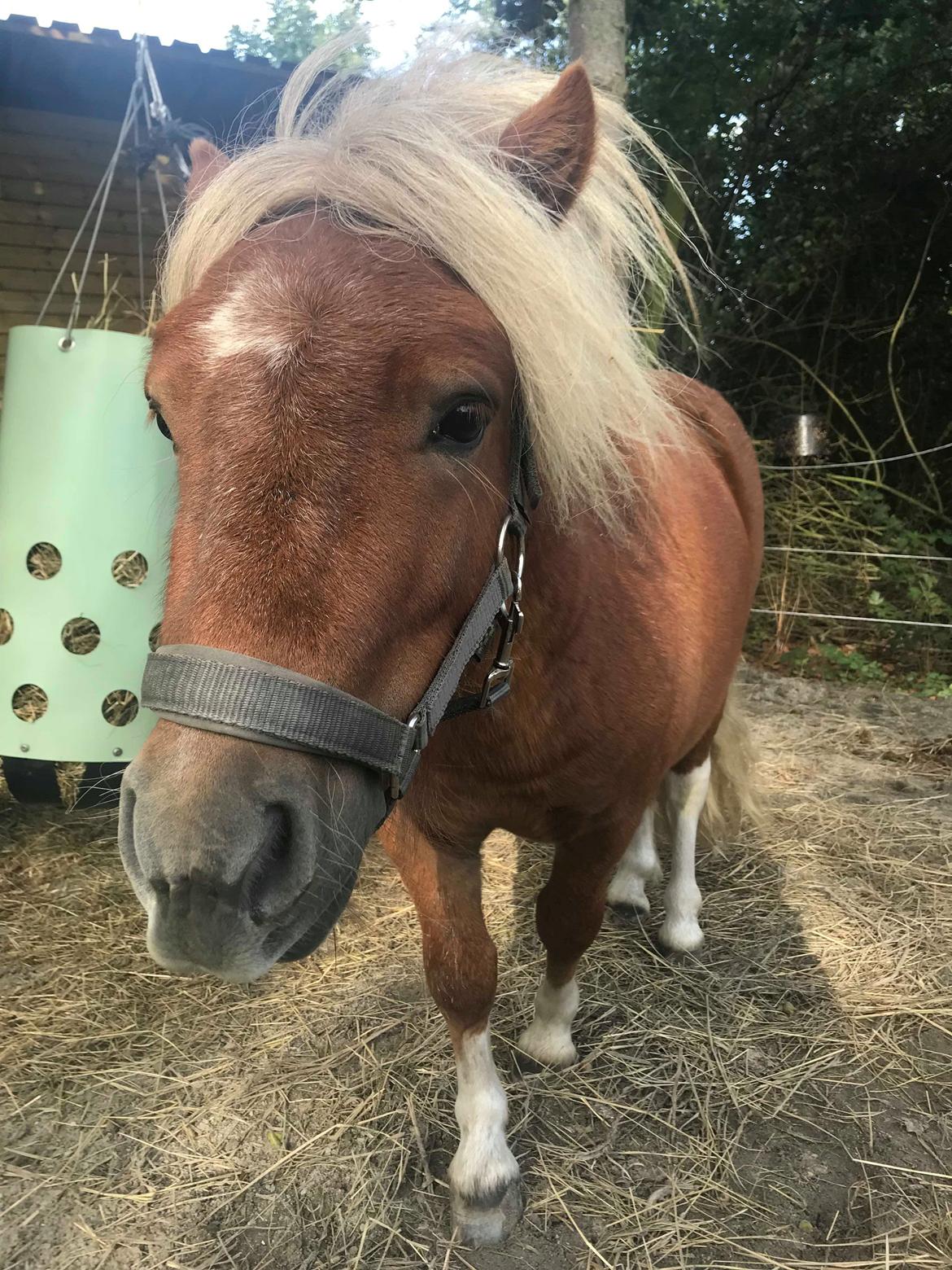 Shetlænder Blackstars Terts billede 1