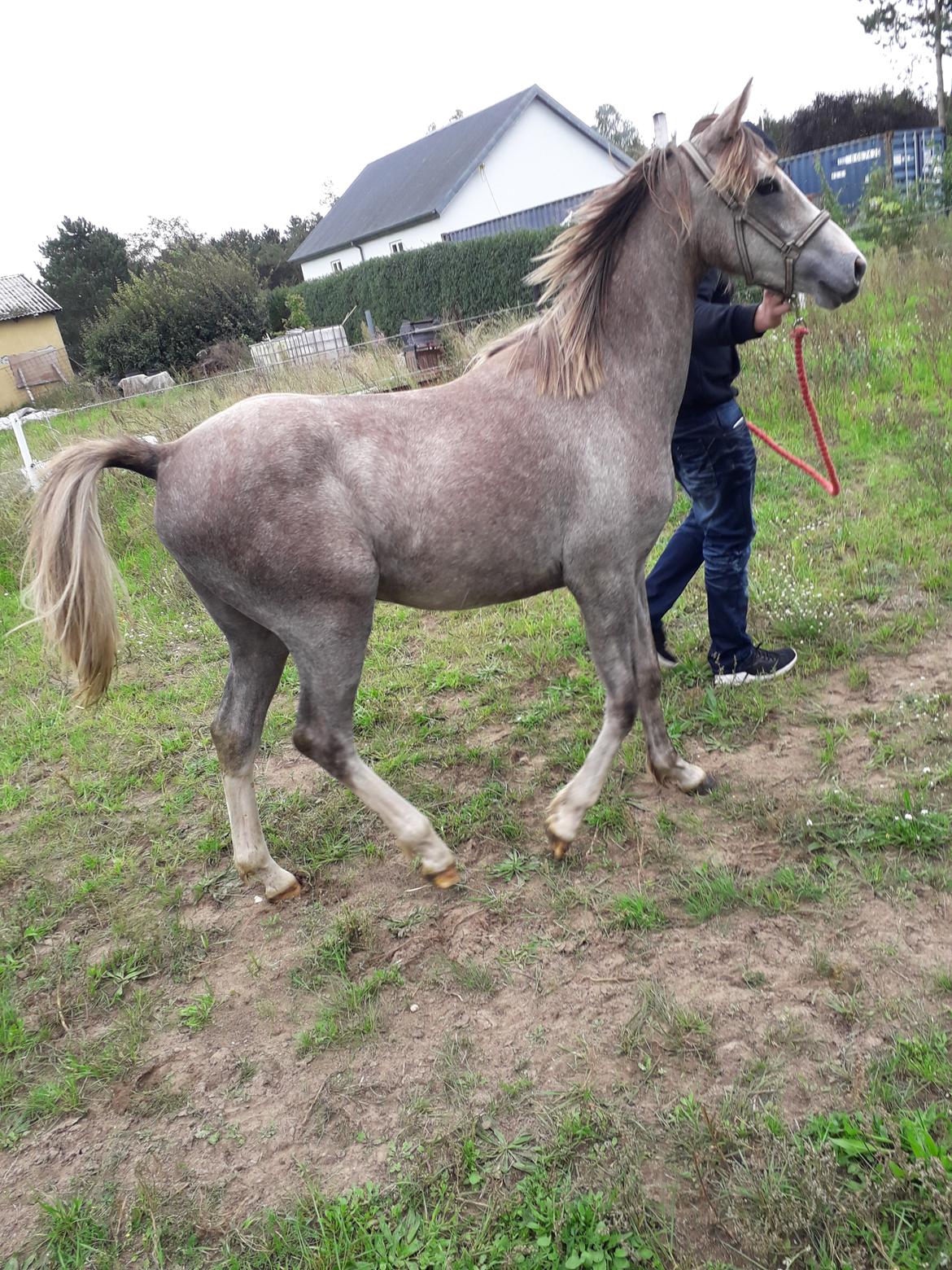 Tysk Sportspony Bomgaardens Design billede 2