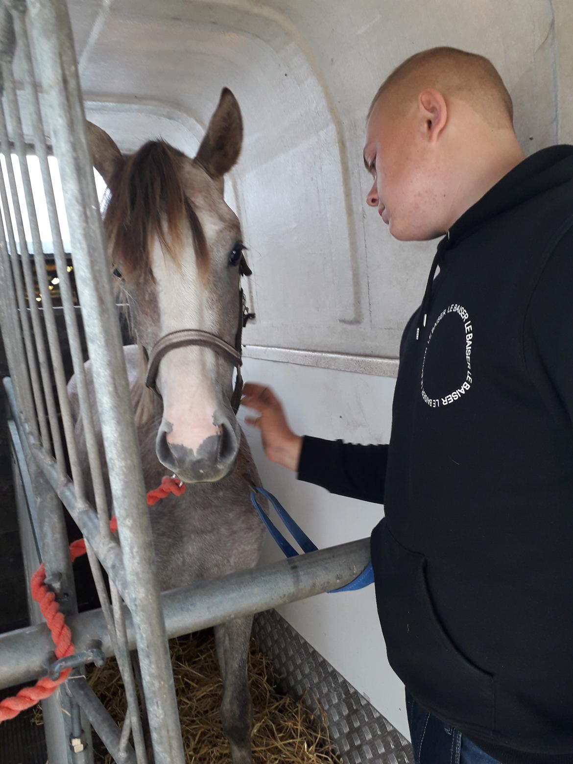 Tysk Sportspony Bomgaardens Design billede 3