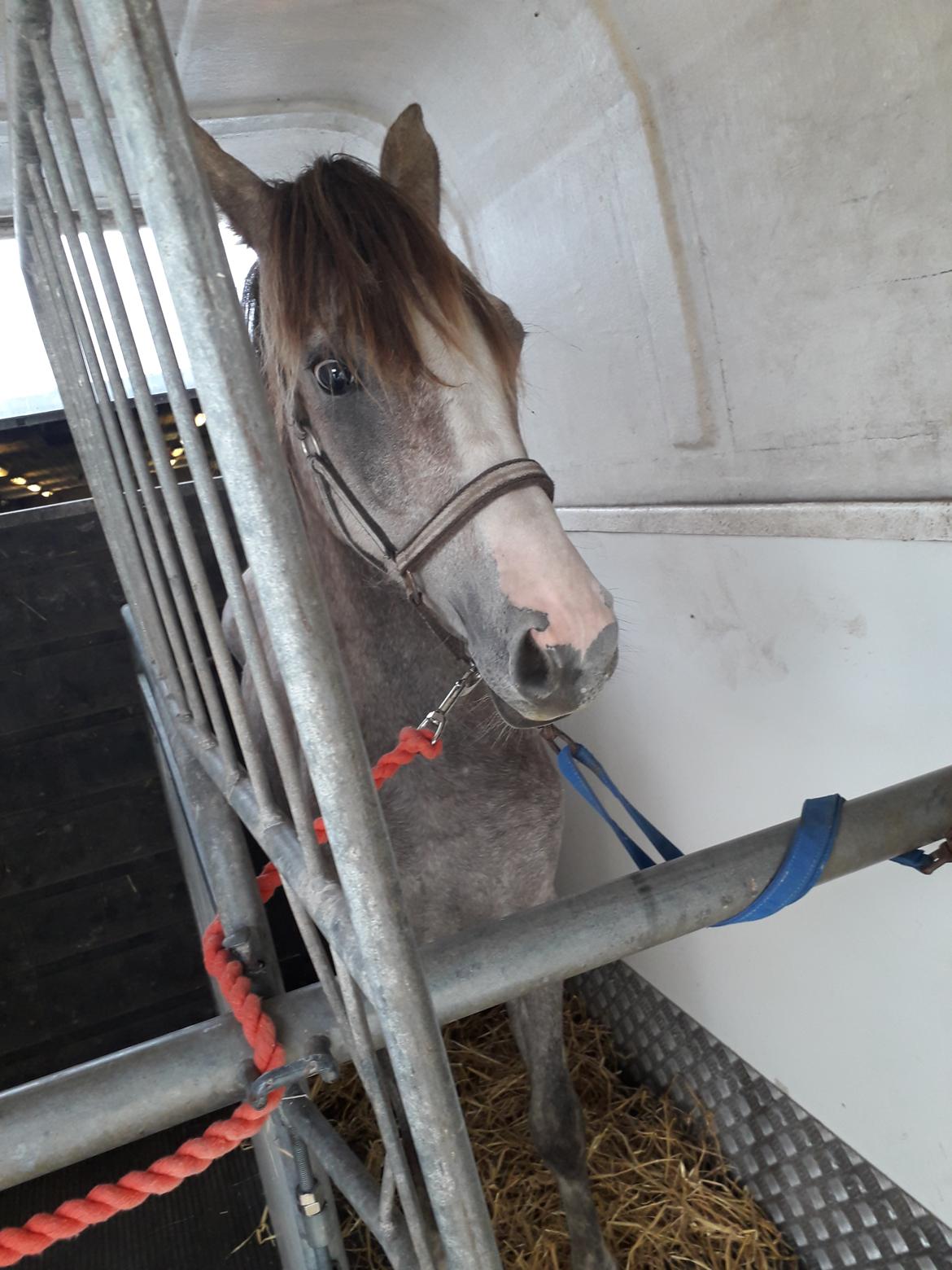 Tysk Sportspony Bomgaardens Design billede 4