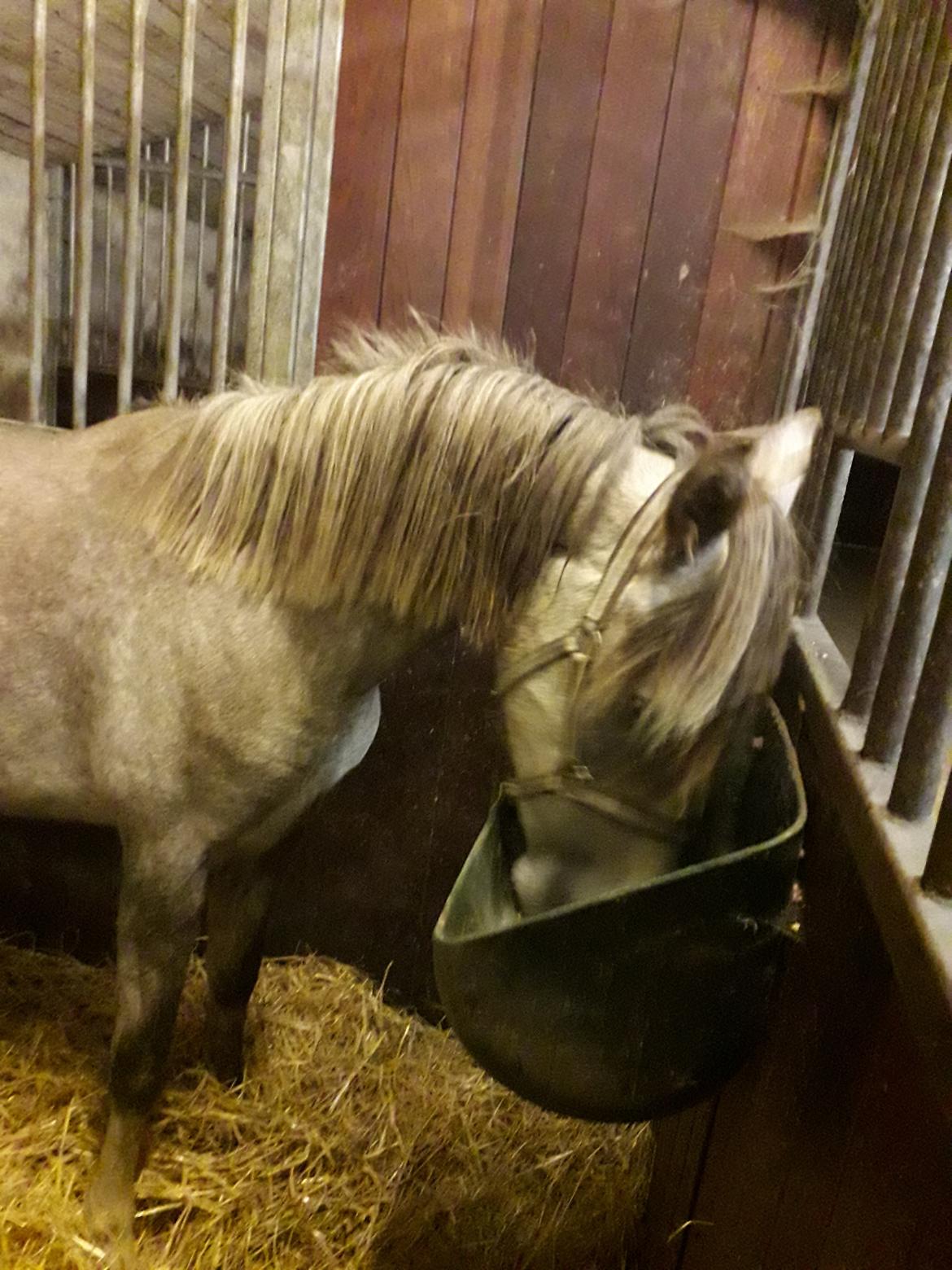 Tysk Sportspony Bomgaardens Design billede 5