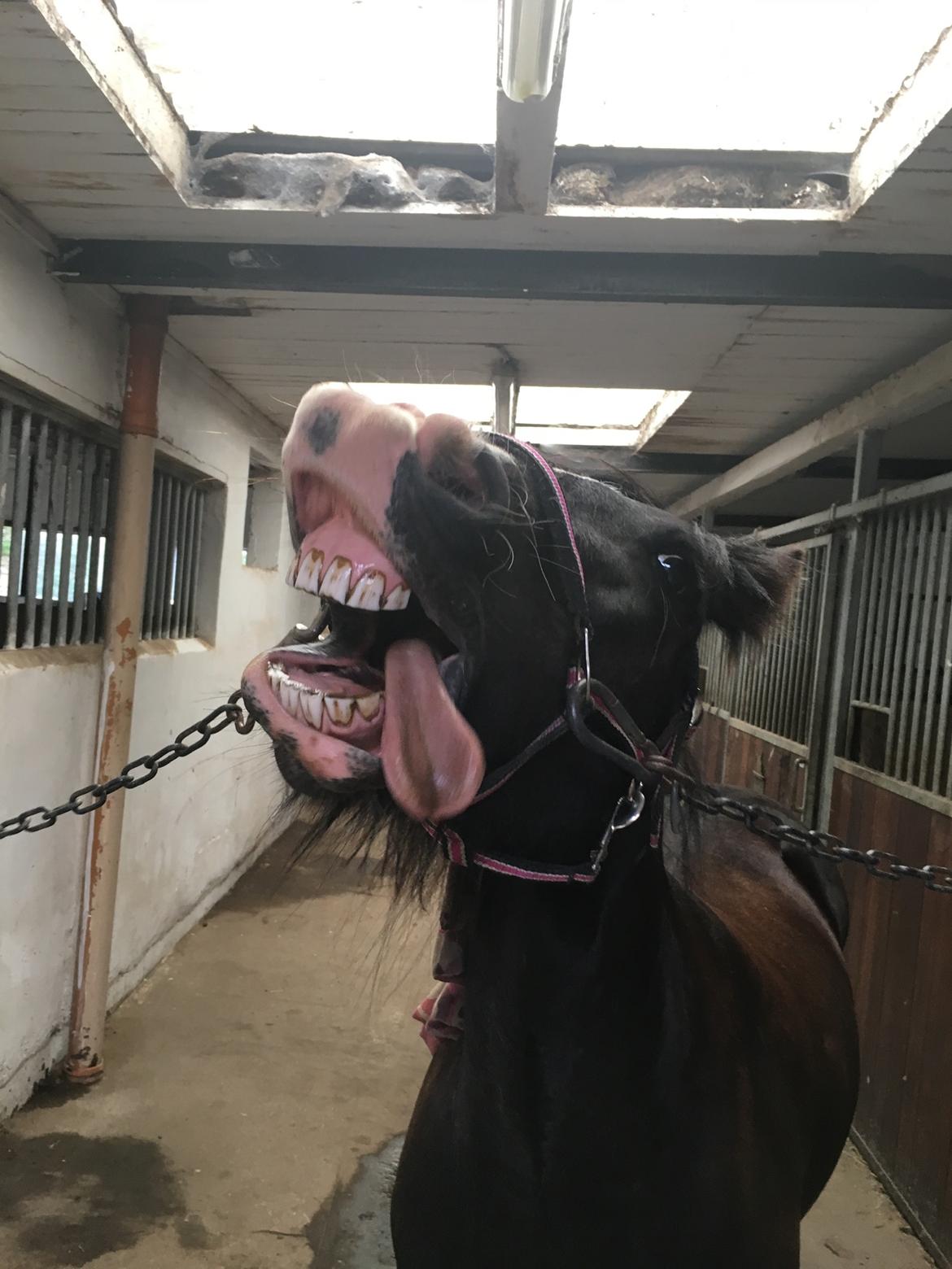 Tinker Black Beauty RIP - Et af hendes sjove triks, at række tunge billede 1