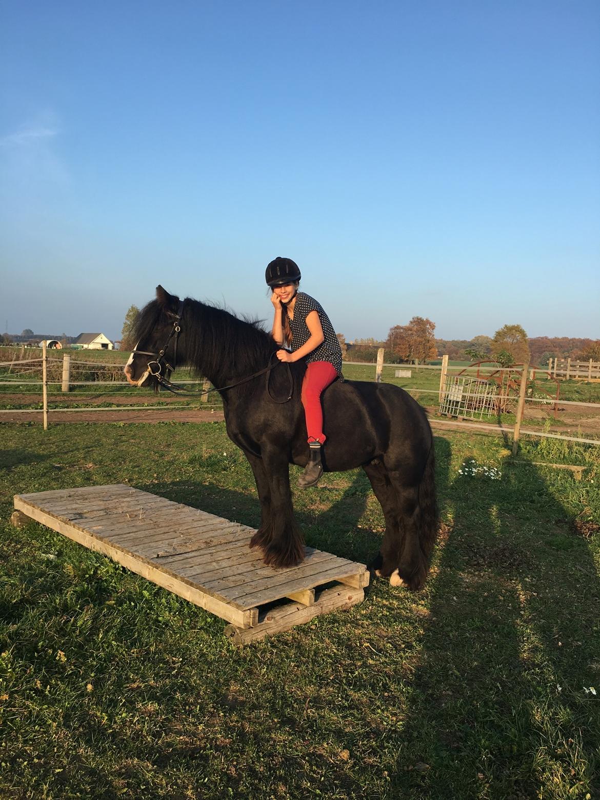 Tinker Black Beauty RIP - Hygge på agility banen billede 5