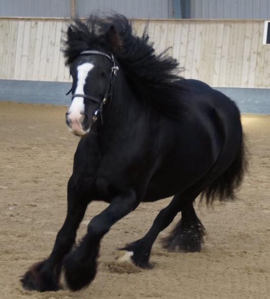 Tinker Black Beauty RIP - Kåringen i DTF 2018 billede 2