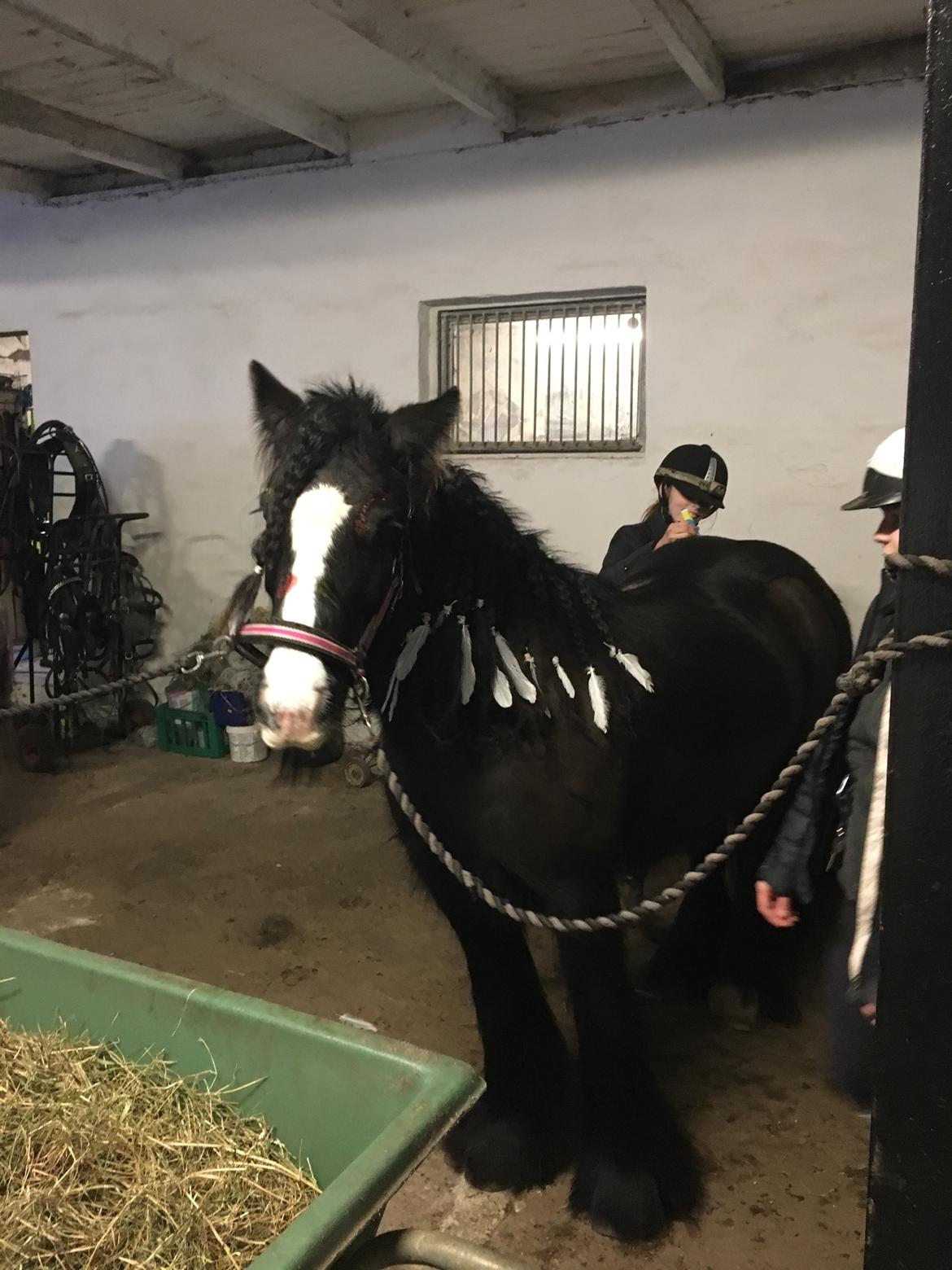 Tinker Black Beauty RIP - Hygge på staldgangen billede 8