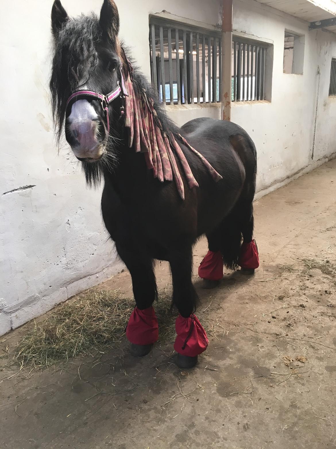 Tinker Black Beauty RIP - Så er man klar til at få smed billede 9