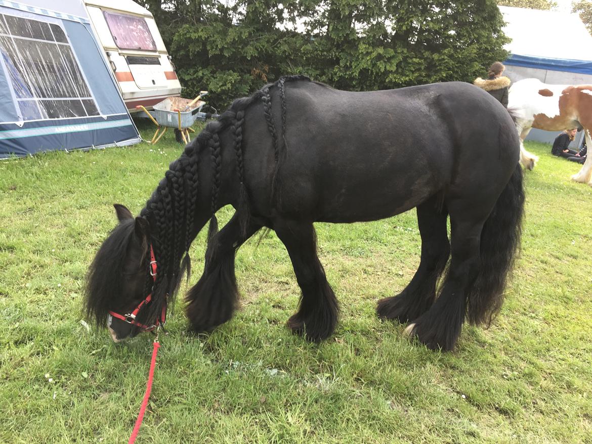 Tinker Black Beauty RIP - Hygge på roskilde dyreskue billede 12