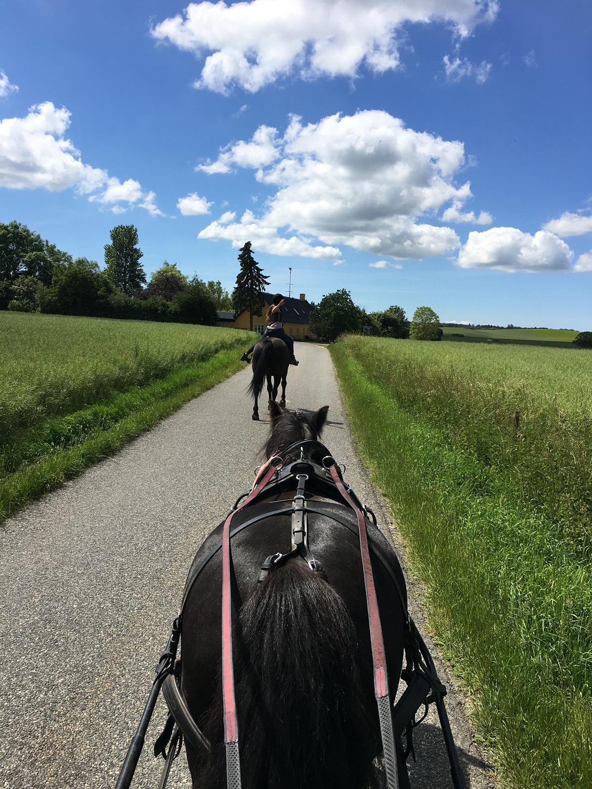 Tinker Black Beauty RIP - Tur ud i det blå, sammen med ehlana og nancy billede 16