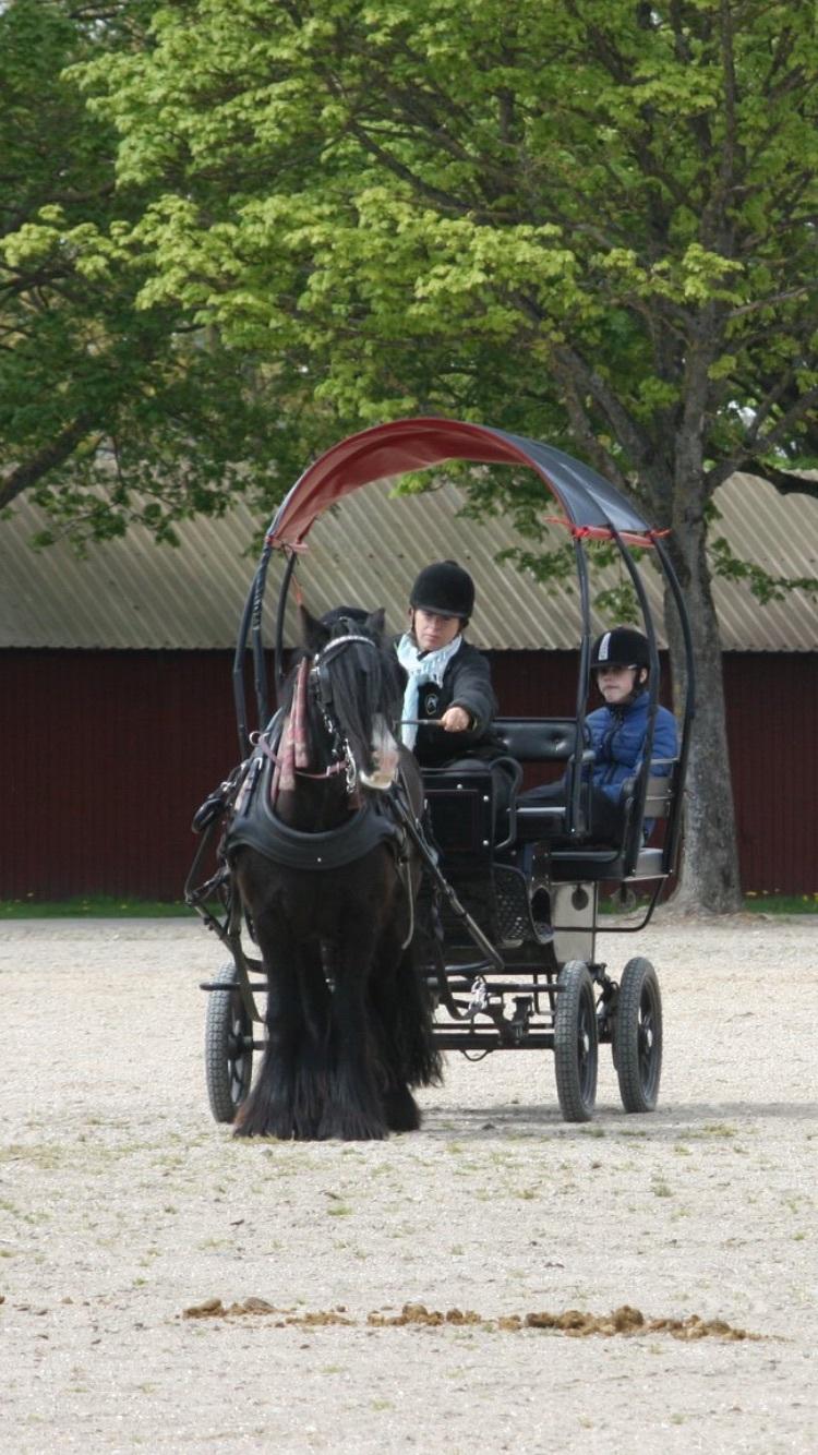 Tinker Black Beauty RIP - Træning i roskilde billede 11