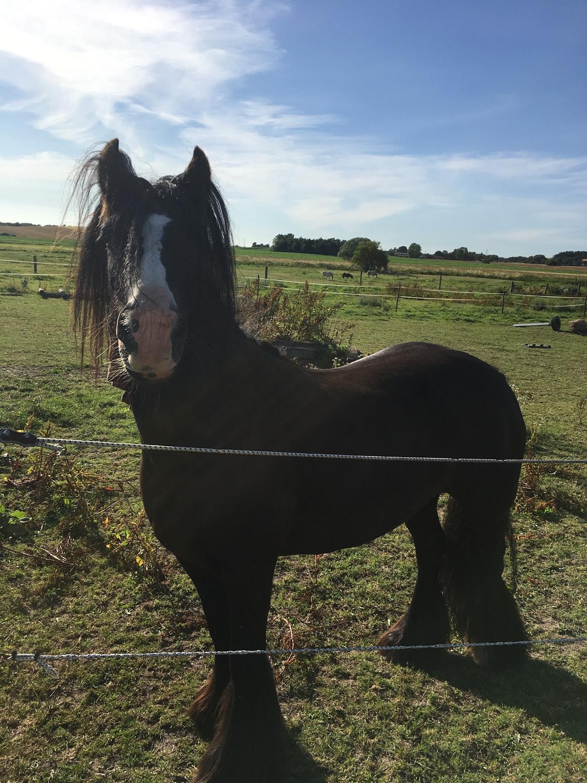 Tinker Black Beauty RIP - Smart frits på folden  billede 18