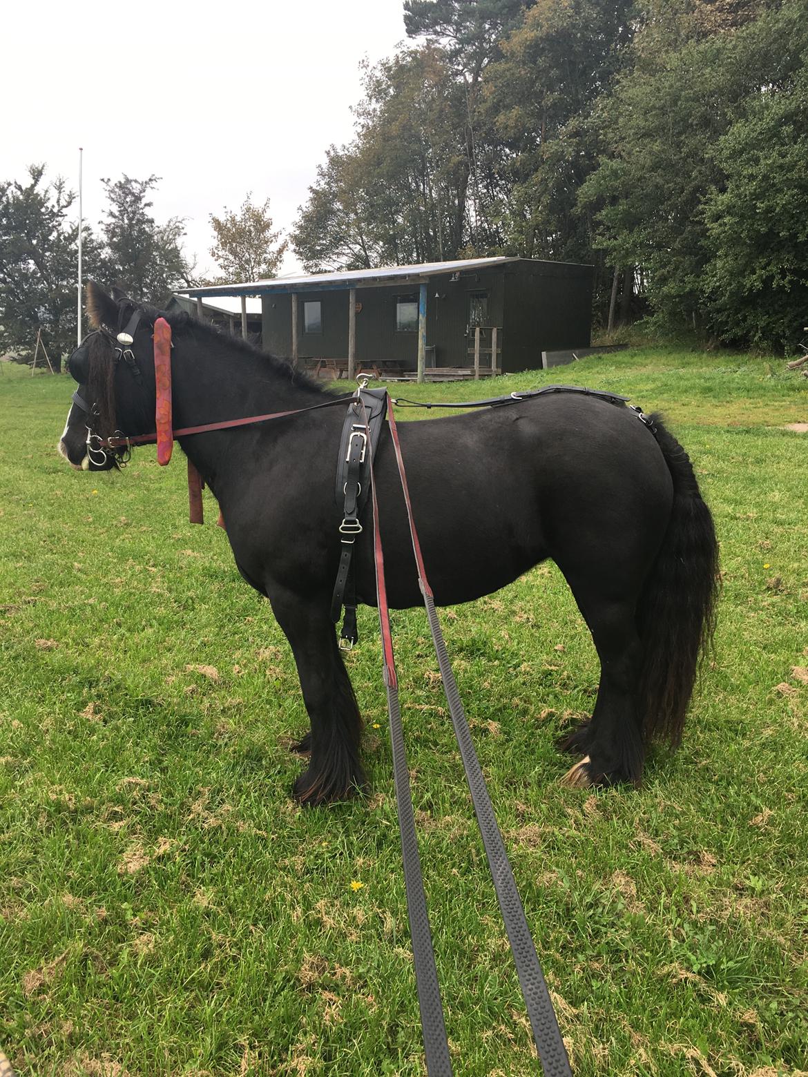 Tinker Black Beauty RIP - Første gang i arbejdstøjet efter sygdom  billede 20