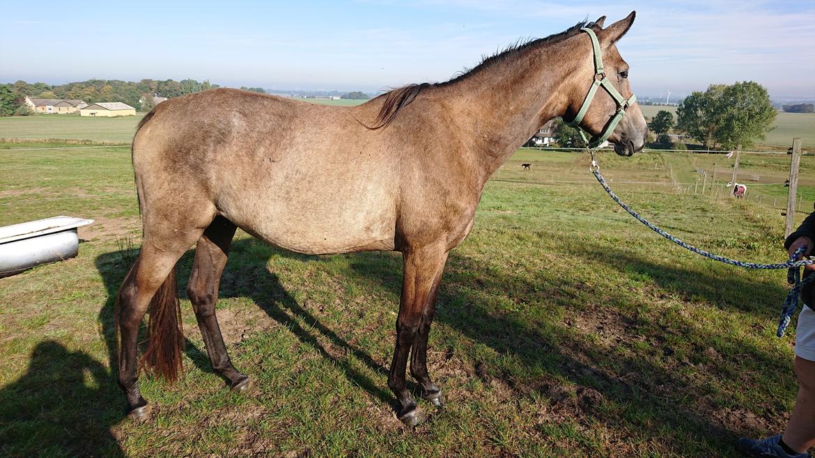 Trakehner Perfect By KMH R:I:P billede 1