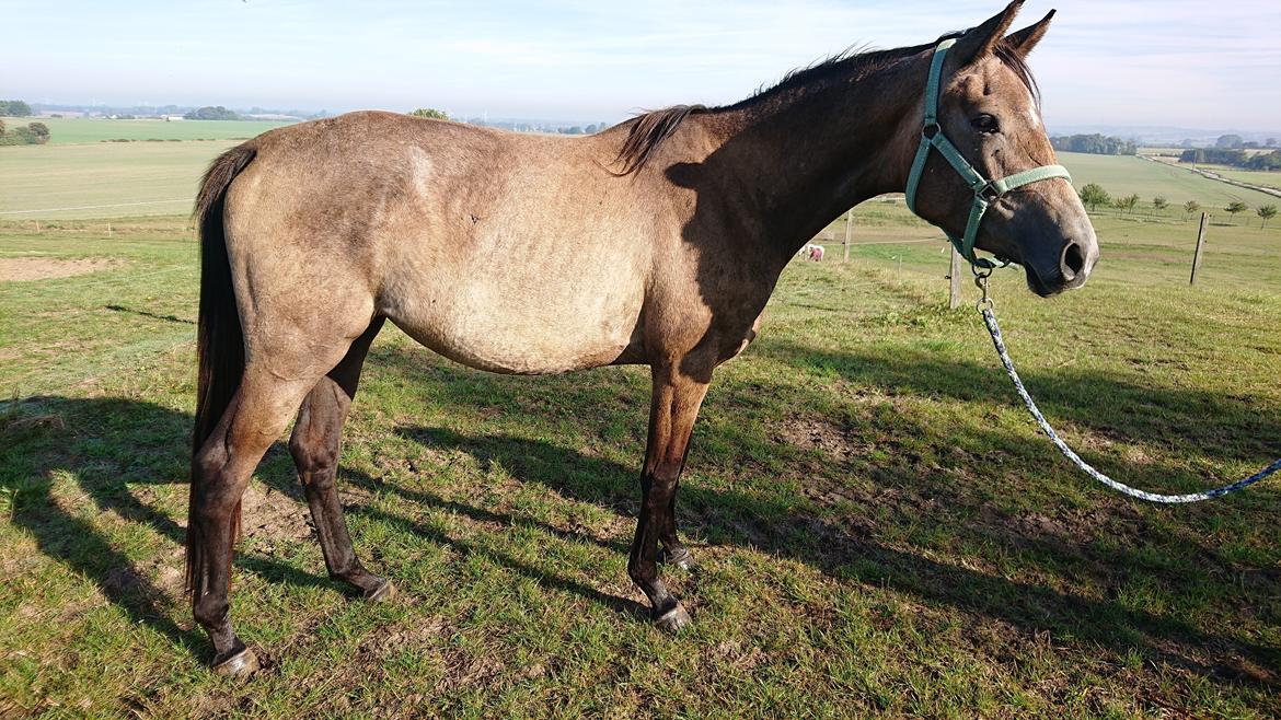 Trakehner Perfect By KMH R:I:P billede 2