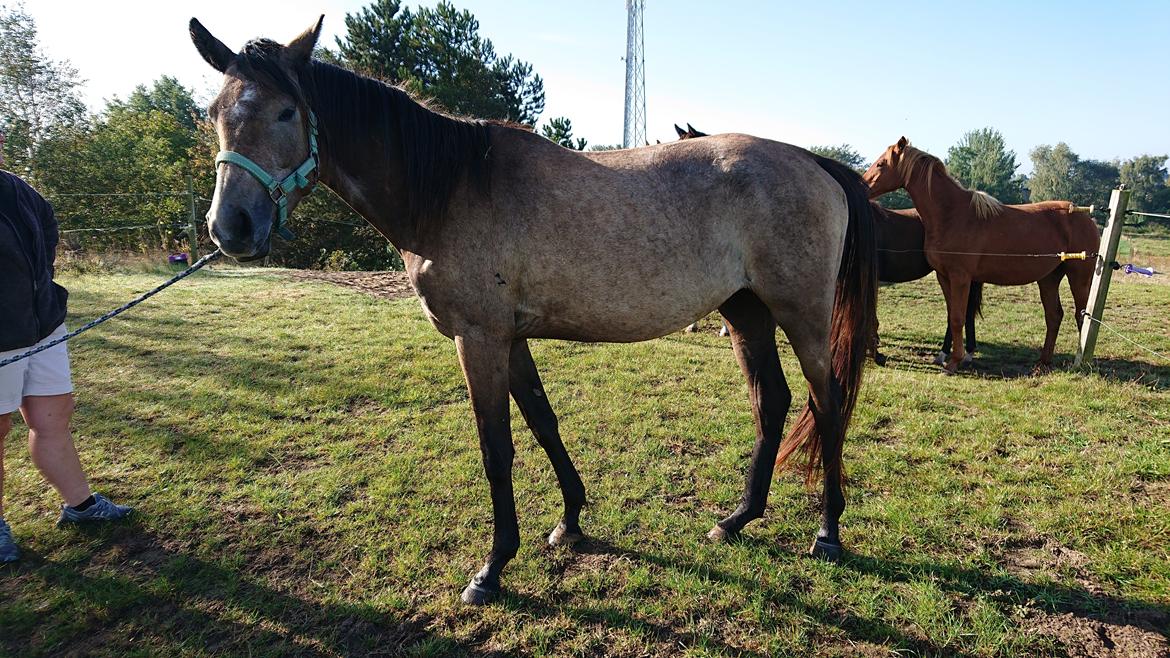 Trakehner Perfect By KMH R:I:P billede 3