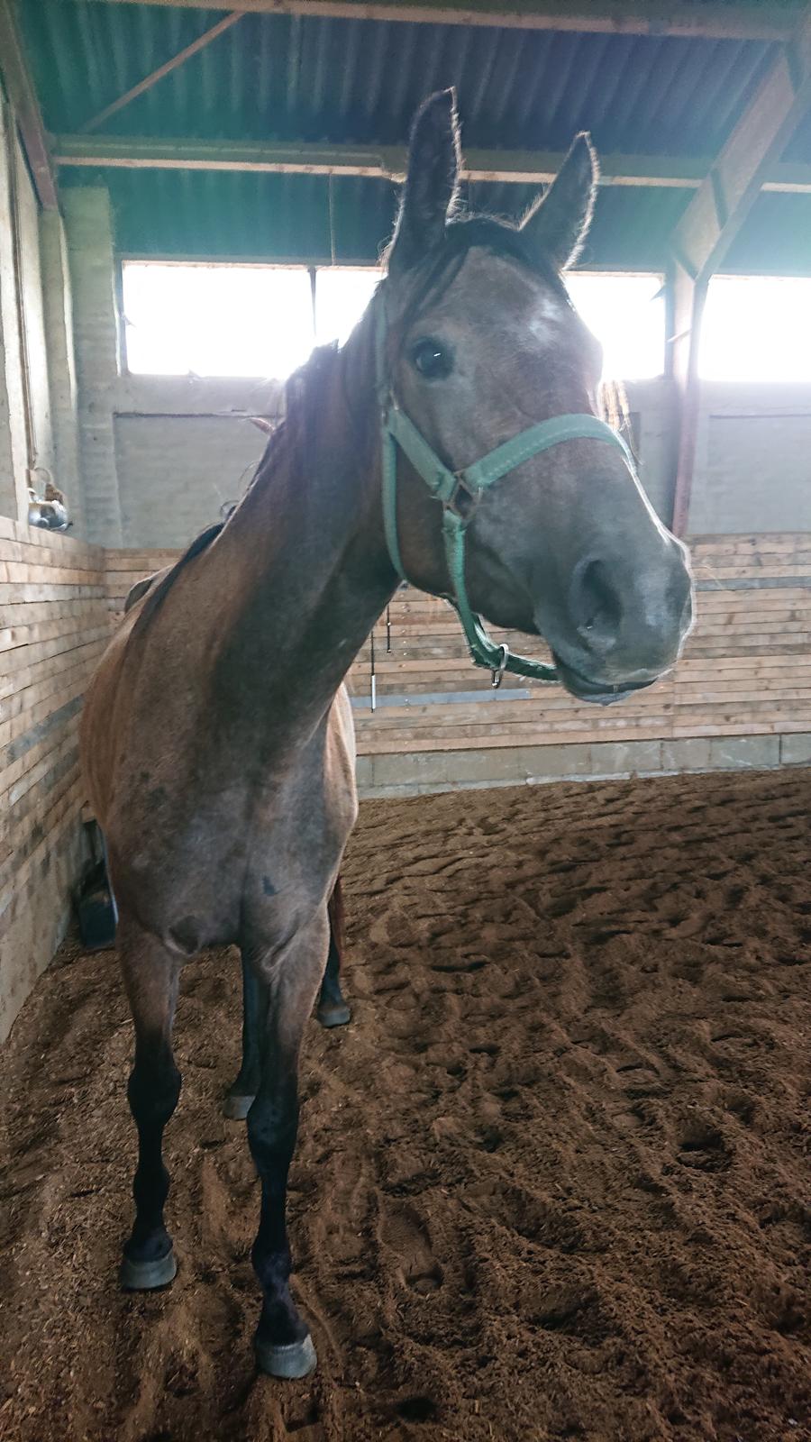 Trakehner Perfect By KMH R:I:P billede 4