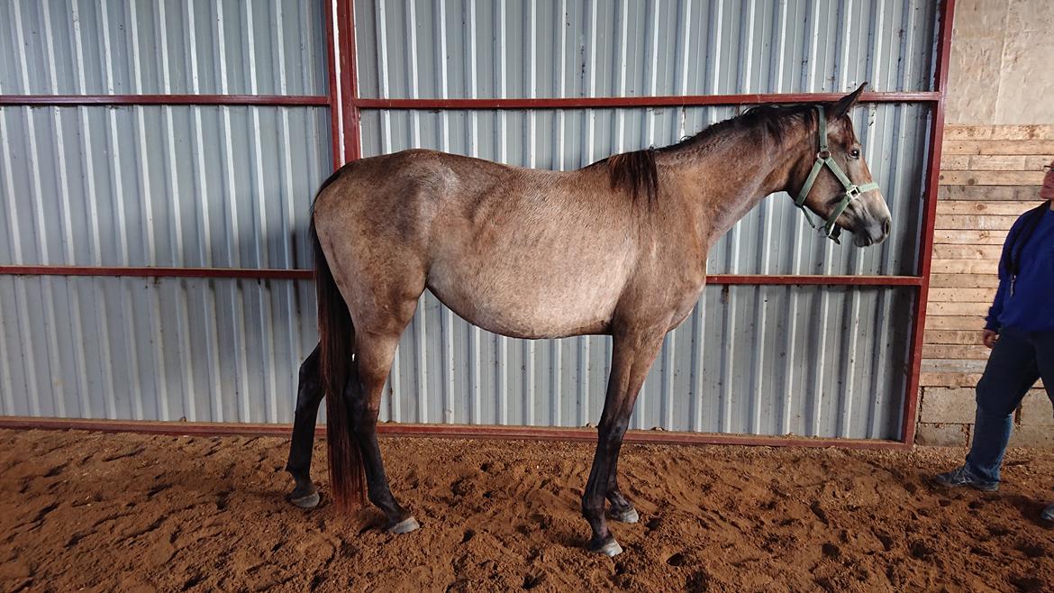 Trakehner Perfect By KMH R:I:P billede 5