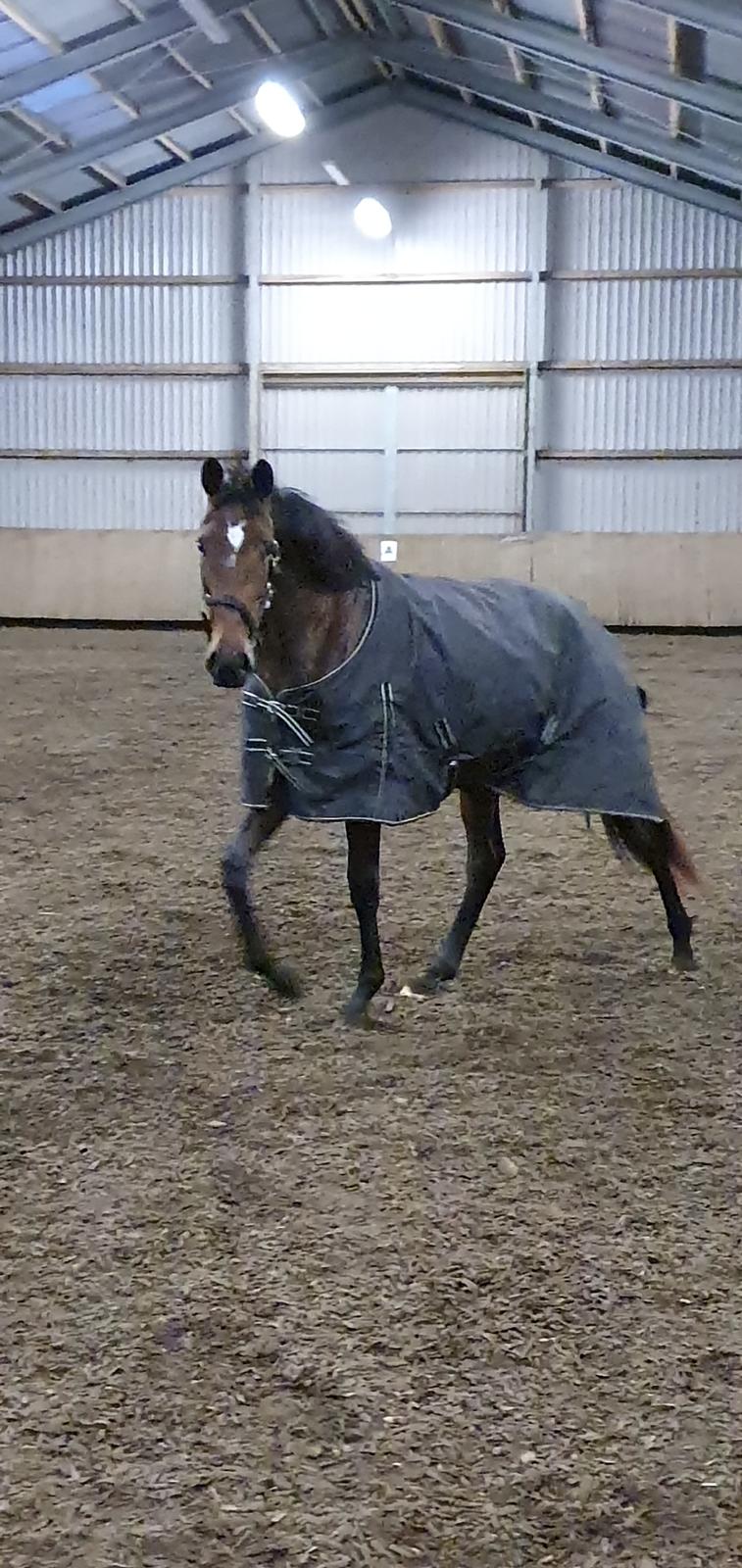 Dansk Varmblod Kuhlmann's showgirl (Fly) billede 6