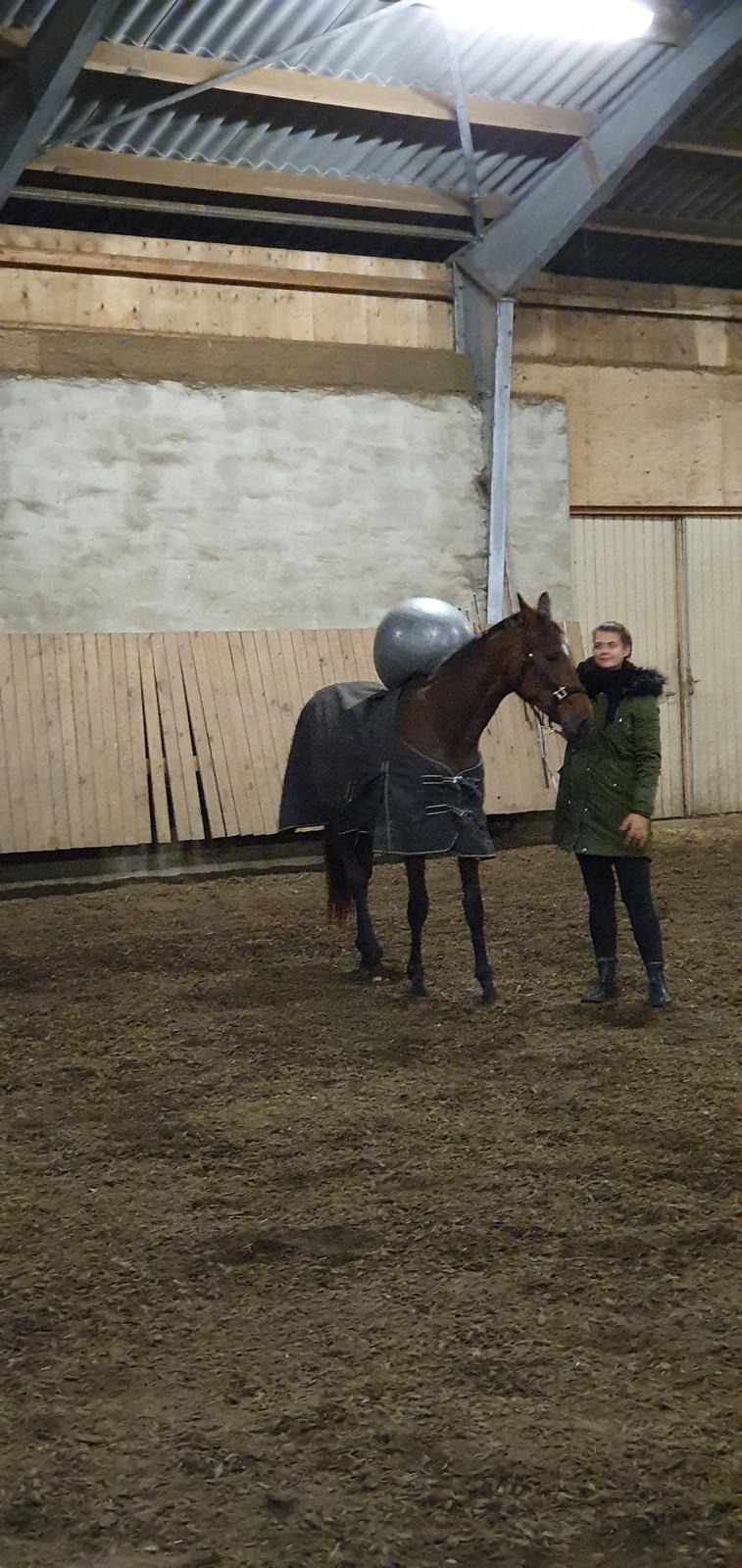 Dansk Varmblod Kuhlmann's showgirl (Fly) billede 7