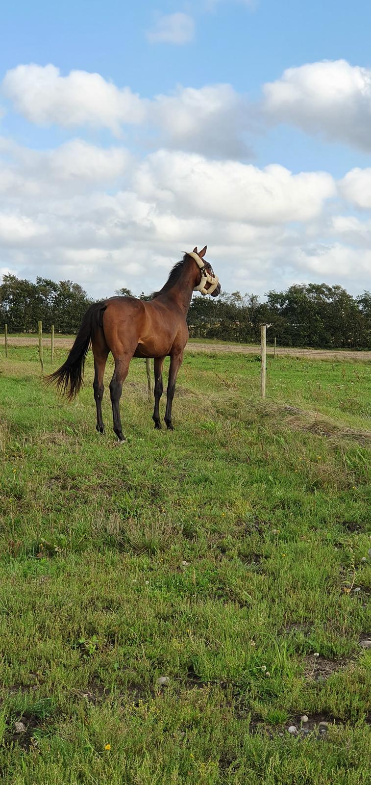 Dansk Varmblod Kuhlmann's showgirl (Fly) billede 9