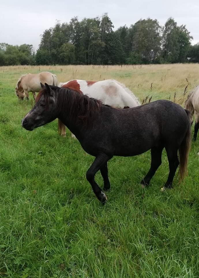 Welsh Mountain (sec A) Harvest paper clips billede 16