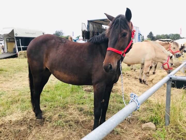 Anden særlig race UN~Kina billede 5