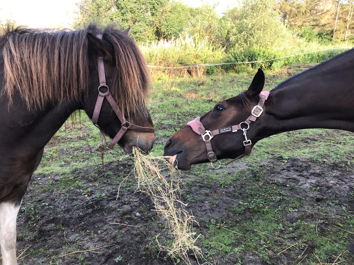 Anden særlig race UN~Kina billede 6