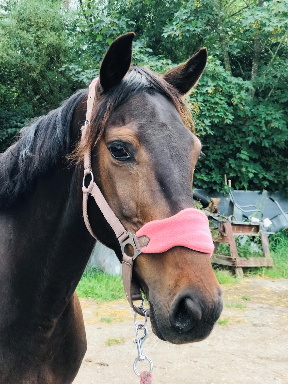 Anden særlig race UN~Kina billede 11