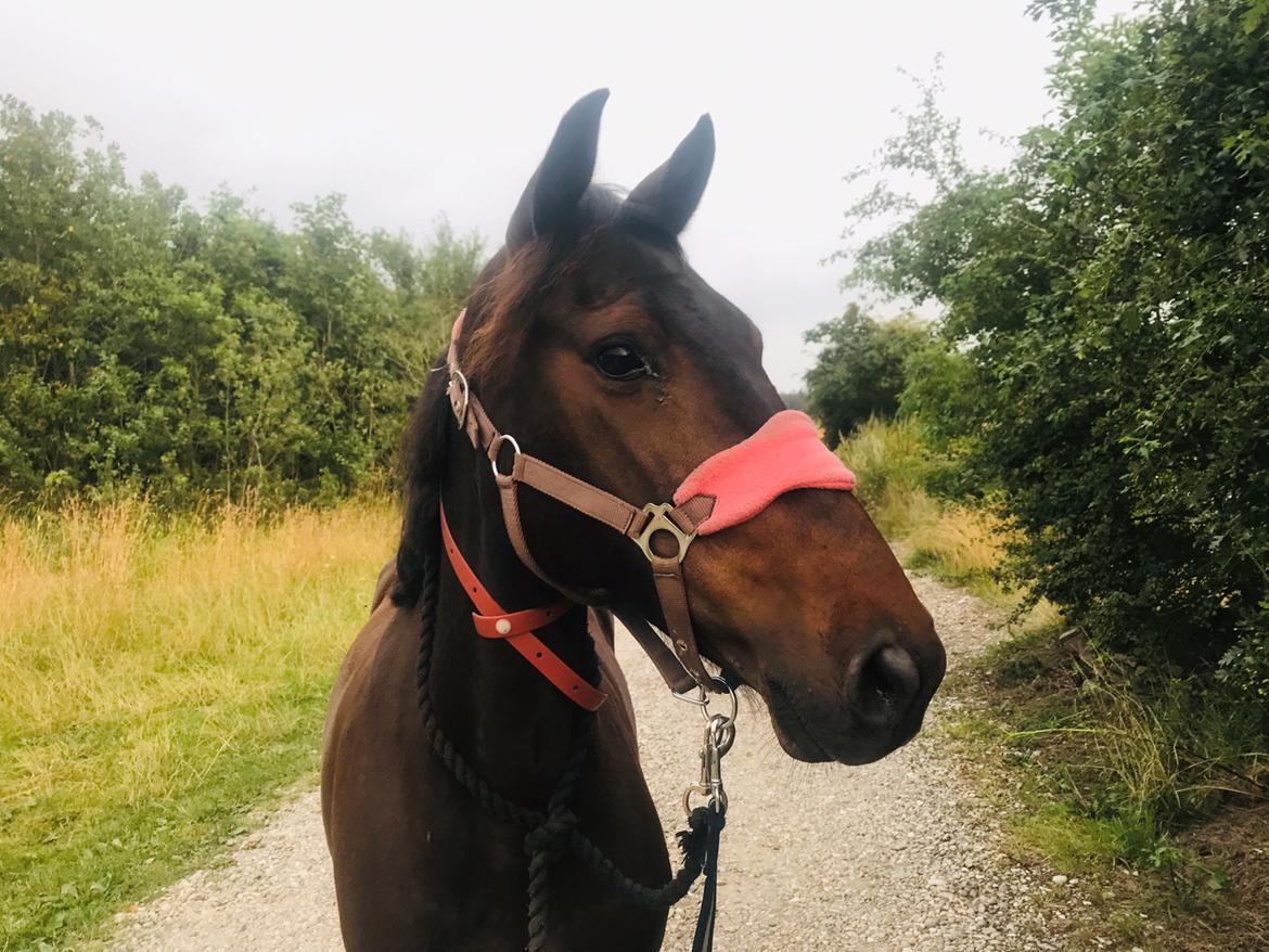 Anden særlig race UN~Kina billede 10