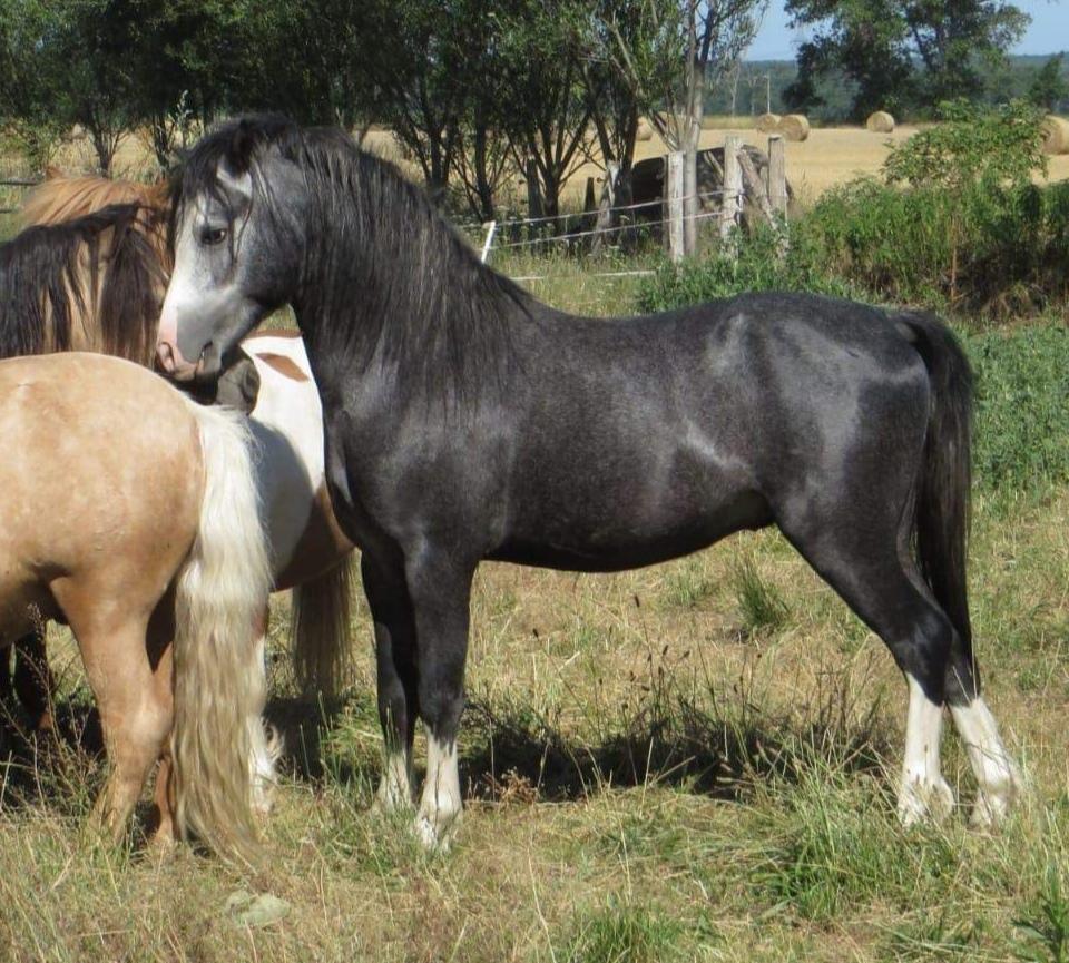 Welsh Mountain (sec A) Springfire's Zippo  billede 2