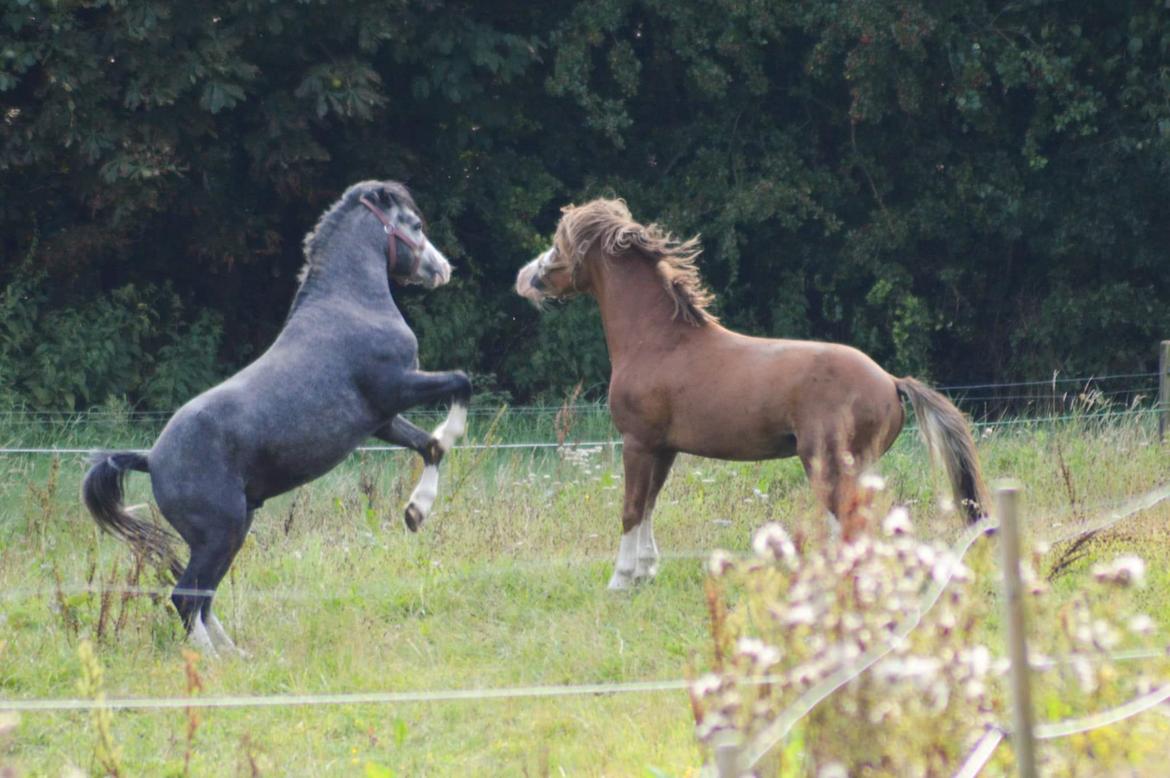 Welsh Mountain (sec A) Springfire's Zippo  billede 6