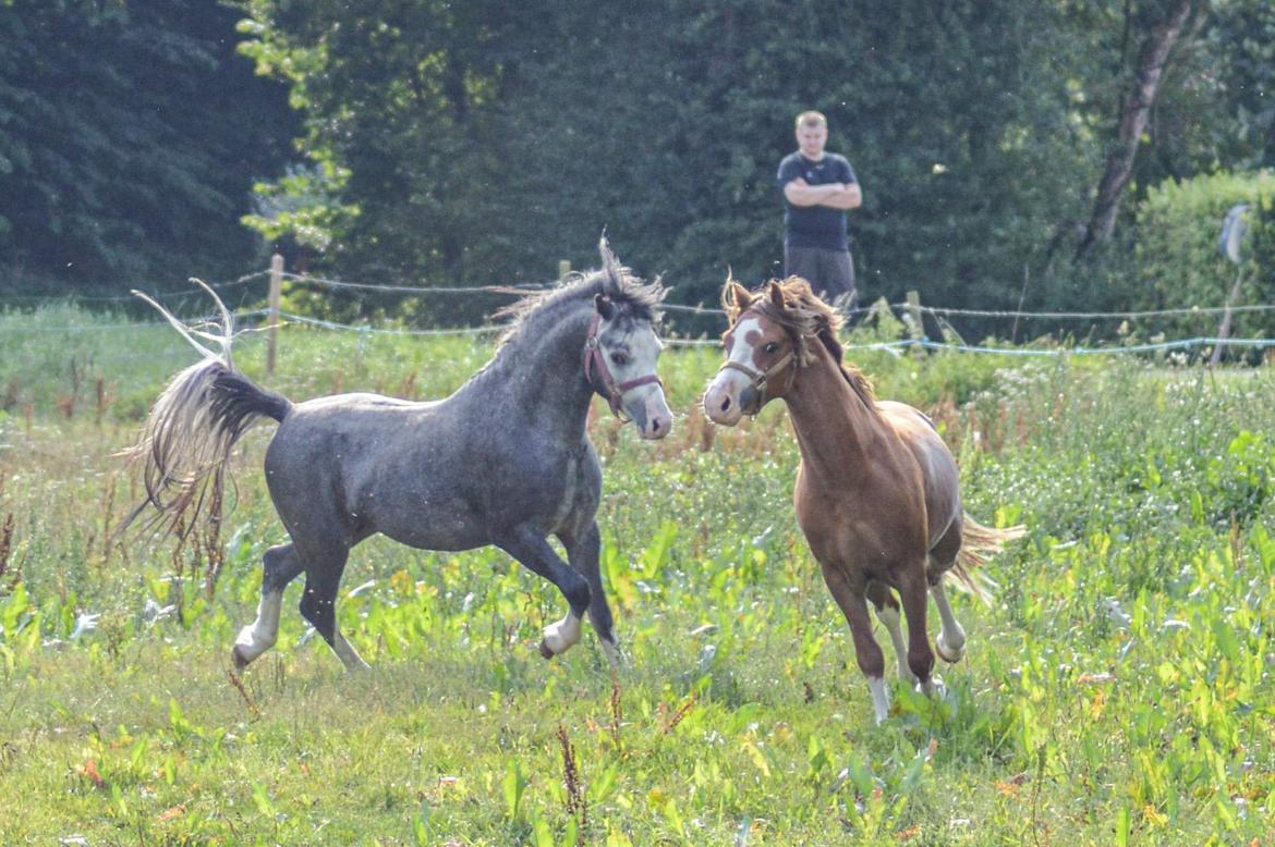 Welsh Mountain (sec A) Springfire's Zippo  billede 7