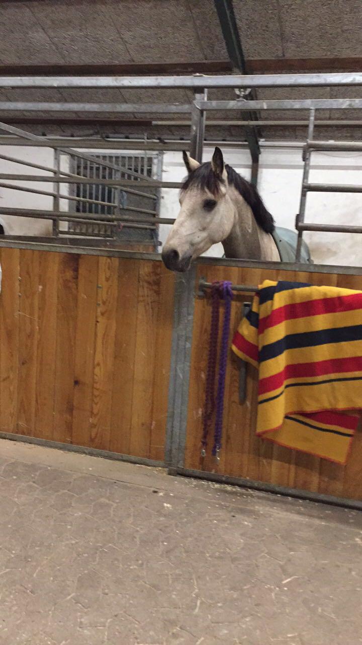 Connemara Klintlys Macoy •AFLIVET• billede 8