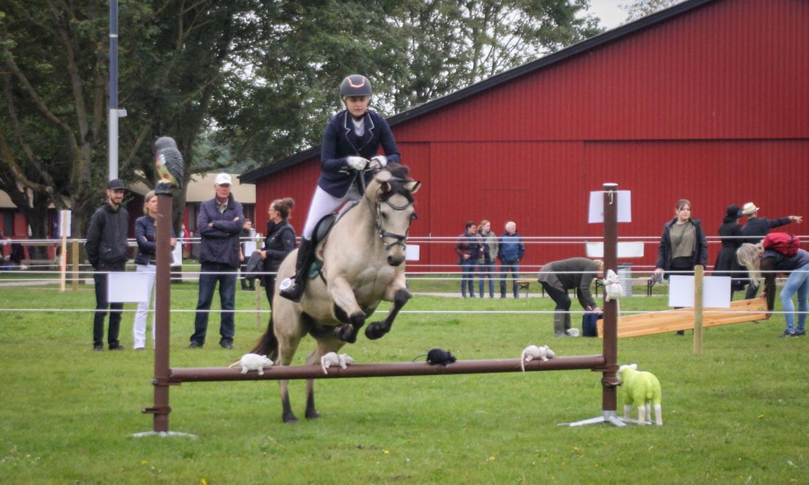 Connemara Klintlys Macoy •AFLIVET• billede 11